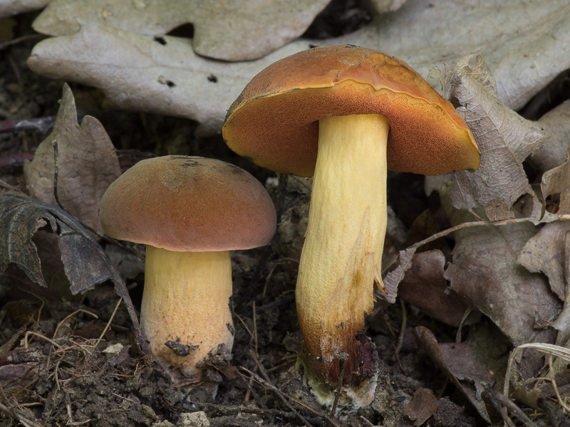 Boletus queletii